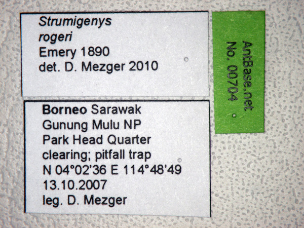 Strumigenys rogeri label