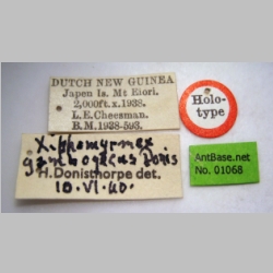 Tetramorium gambogecum Donisthorpe, 1941 label