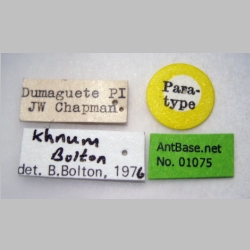 Tetramorium khnum Bolton, 1977 label