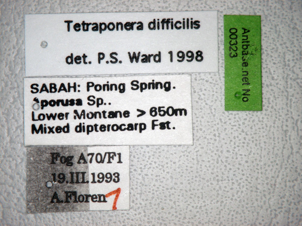 Tetraponera difficilis label