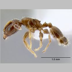 Gauromyrmex sp nr acanthinus  lateral