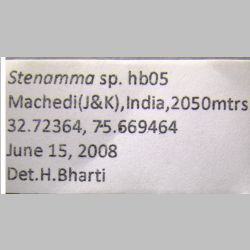 Stenamma hb05  label