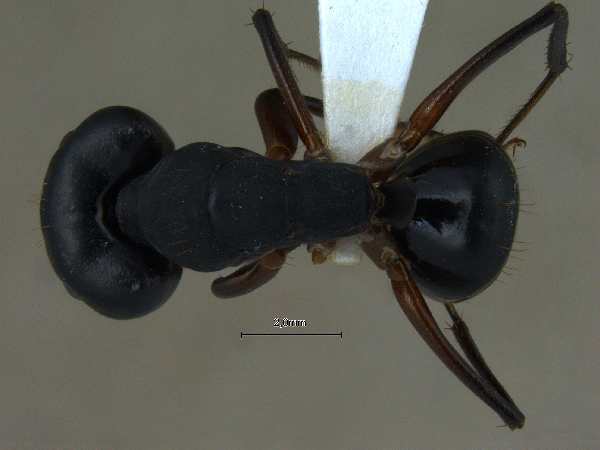 Camponotus compressus dorsal