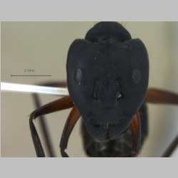 Camponotus compressus Fabricius, 1787 frontal
