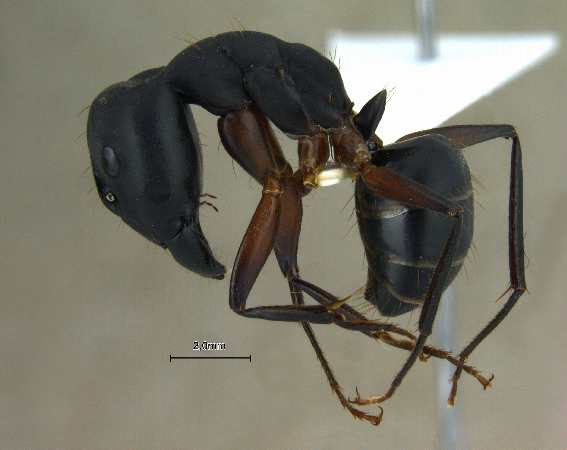 Camponotus compressus lateral