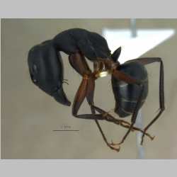 Camponotus compressus Fabricius, 1787 lateral