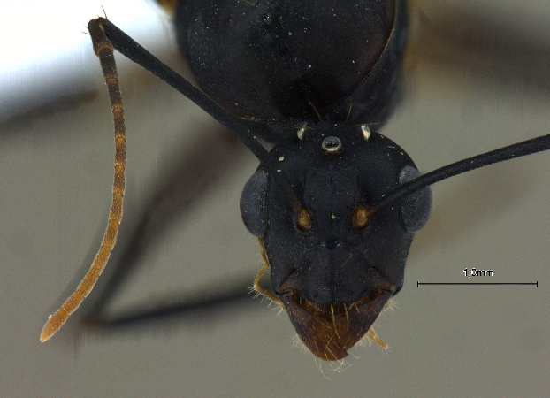 Camponotus compressus male frontal