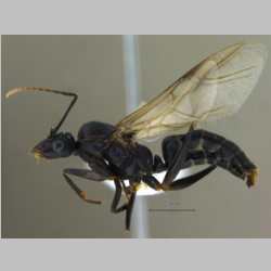 Camponotus compressus male Fabricius, 1787 lateral