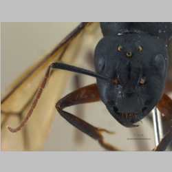 Camponotus compressus queen Fabricius, 1787 frontal