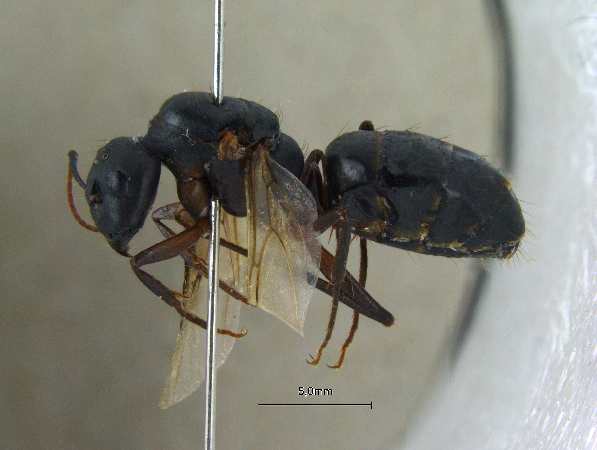 Camponotus compressus queen lateral