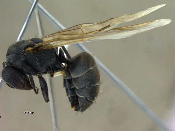 Camponotus mitis queen lateral