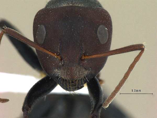 Camponotus opaciventris frontal