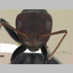 Camponotus opaciventris Mayr, 1879 frontal