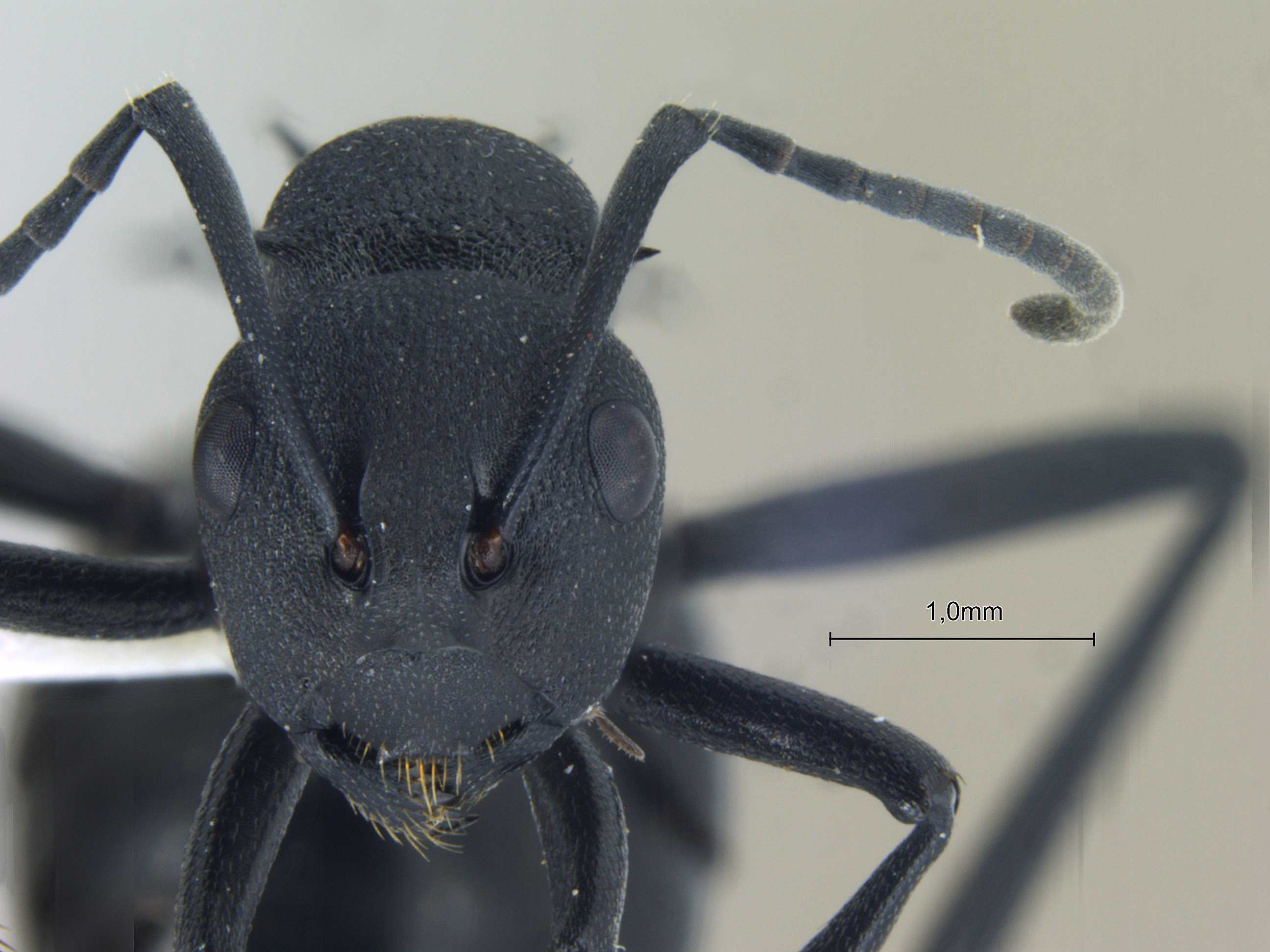 Polyrhachis lacteipensis frontal