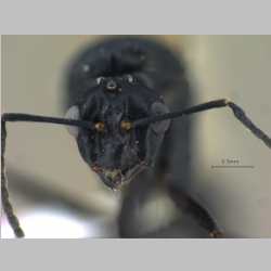 Polyrhachis lacteipensis male Smith, F., 1858 frontal