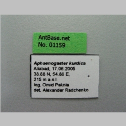 Aphaenogaster kurdica Ruzsky, 1905 label