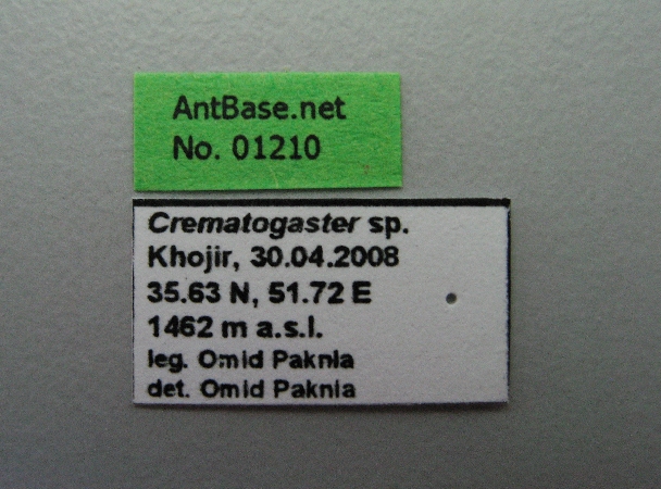 Crematogaster sp label