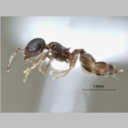 Crematogaster sp Lund, 1831 lateral