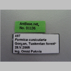 Formica cunicularia Latreille, 1798 label