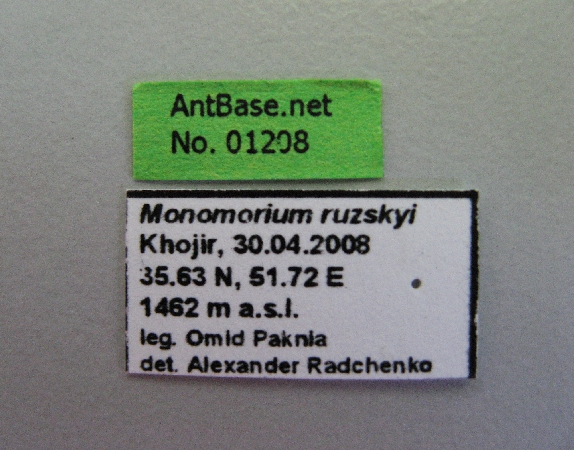 Monomorium ruzskyi label