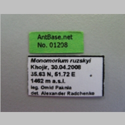 Monomorium ruzskyi Dlussky & Zabelin, 1985 label
