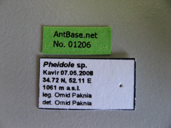 Pheidole sp label
