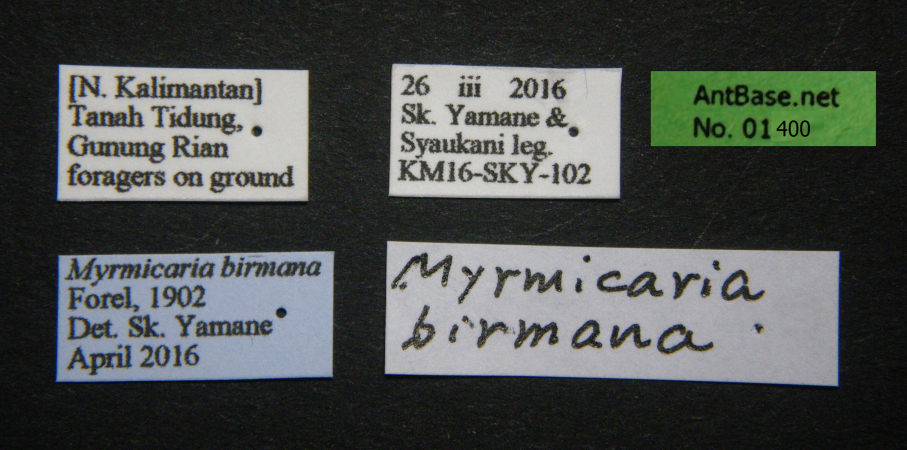 Myrmicaria birmana label