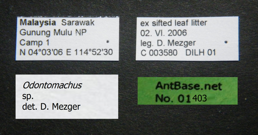 Odontomachus sp. label