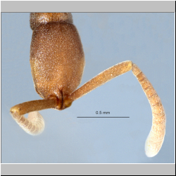 Probolomyrmex longiscapus Xu & Zeng, 2000