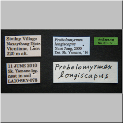  Probolomyrmex longiscapus Xu & Zeng, 2000