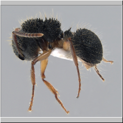 Echinopla tritschleri  (Forel, 1901 