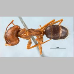 Camponotus maculatus pallidus Fabricius, 1781 dorsal