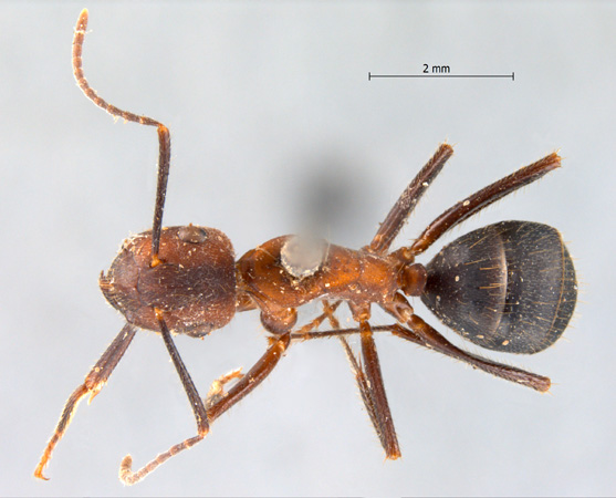 Camponotus misturus dorsal