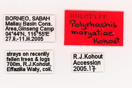 Polyrhachis maryatiae label