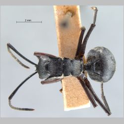 Polyrhachis proxima Roger, 1863 dorsal
