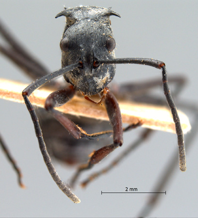 Polyrhachis proxima frontal
