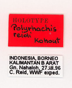 Polyrhachis reidi label