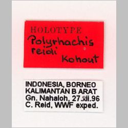 Polyrhachis reidi Kohout, 2007 label