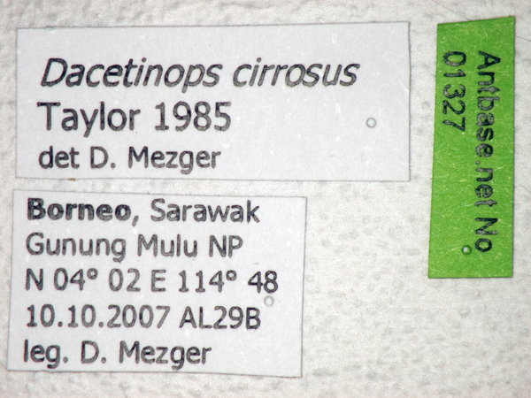 Dacetinops cirrosus label