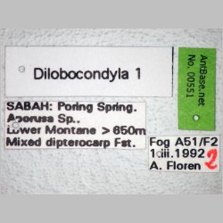 Dilobocondyla 1 Santschi, 1910 label