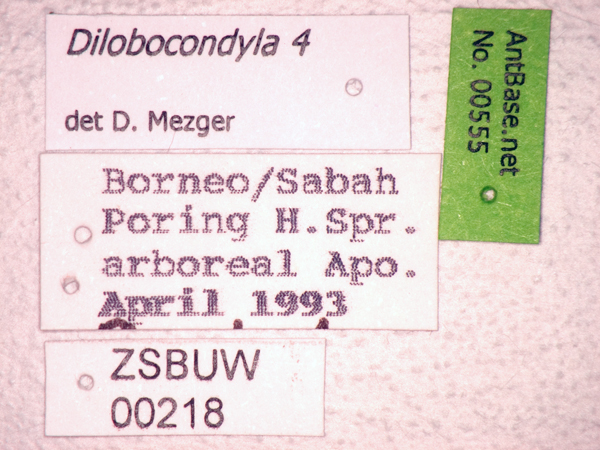 Dilobocondyla 4 label