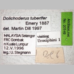 Dolichoderus tuberifer Emery, 1887 label