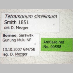 Tetramorium simillimum Smith, 1851 label