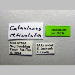 Cataulacus reticulatus Smith, 1857 label