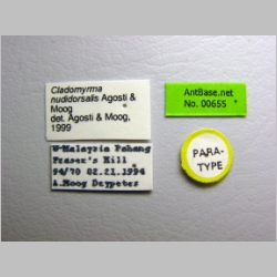 Cladomyrma nudidorsalis Agosti, Moog & Maschwitz, 1999 label