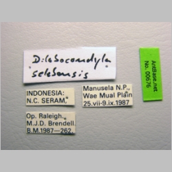 Dilobocondyla selebensis Emery, 1898 label