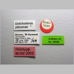 Dolichoderus pilinomas Dill, 2002 label