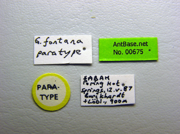 Gnamptogenys fontana label