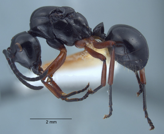 Polyrhachis laevissima gyne lateral