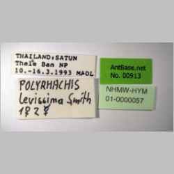Polyrhachis laevissima worker Smith, 1858 label